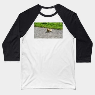 Young Gosling Sitting on The Pavement Baseball T-Shirt